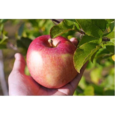【26年2月出荷予定】平均糖度13度以上! 葉とらずサンふじ 約5kg おもてなし用