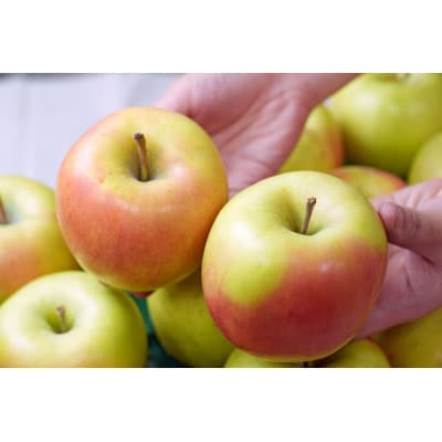 【26年4月出荷予定】平均糖度13度以上! ぐんま名月 約5kg 訳あり CA貯蔵 クール便