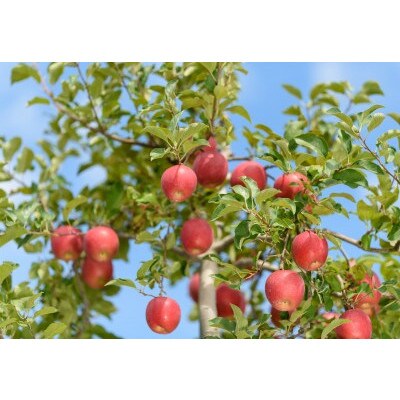 【26年4月出荷予定】紅玉 約10kg 訳あり CA貯蔵 クール便