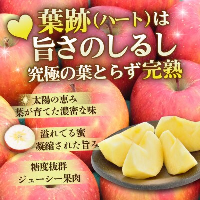 【26年11月～翌年3月発送予定】平均糖度13度以上! おもてなし用葉とらずサンふじ 約3kg