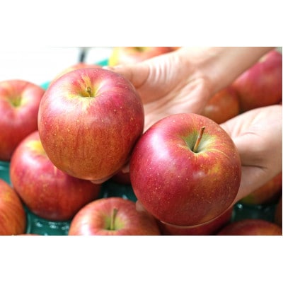 【2026年1月発送予定】糖度13度以上保証!シナノスイート約3kg(6～18玉)訳あり