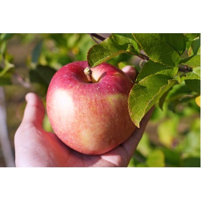 【2026年1月発送予定】平均糖度13度以上! 葉とらずサンふじ 約3kg 訳あり