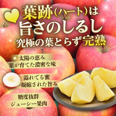 【26年4月出荷予定】平均糖度13度以上! 葉とらずサンふじ 約5kg 訳あり