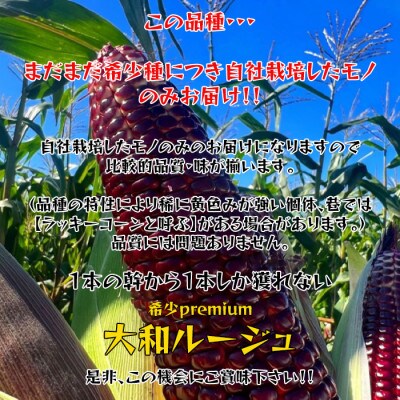 スイートコーン　大和ルージュ　10本