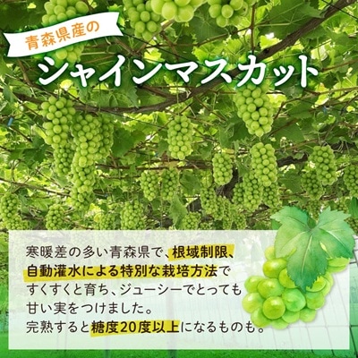 2026年発送【訳あり】青森市産シャインマスカット 2房(1kg以上)