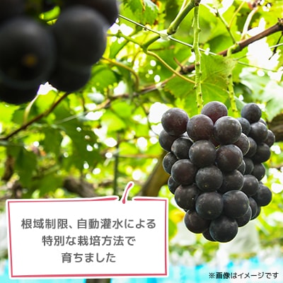 【訳あり】種なしぶどう　青森県産　藤稔2房(1.0kg～1.2kg)