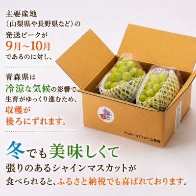 【さとふる限定】青森県産「冬待ちシャイン」2房(計1kg以上)冬に届くシャインマスカット 訳あり