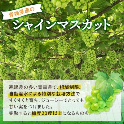 【さとふる限定】青森県産「冬待ちシャイン」2房(計1kg以上)冬に届くシャインマスカット 訳あり