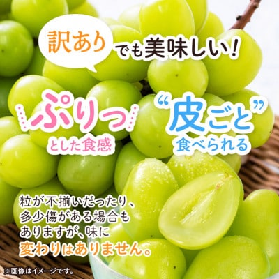 【さとふる限定】青森県産「冬待ちシャイン」2房(計1kg以上)冬に届くシャインマスカット 訳あり