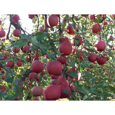 【百年続く青森のりんご農家直送】葉とらずサンふじ 　約3kg　贈答用【12月から発送開始】