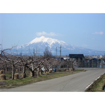 【百年続く青森のりんご農家直送】葉とらずサンふじ 　約3kg　贈答用【12月から発送開始】