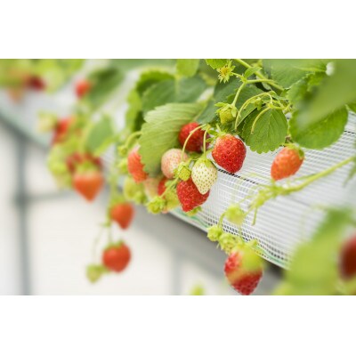 【先着50セット限定】青森県青森市産の夏いちご　400～500g/箱　冷蔵便で直送