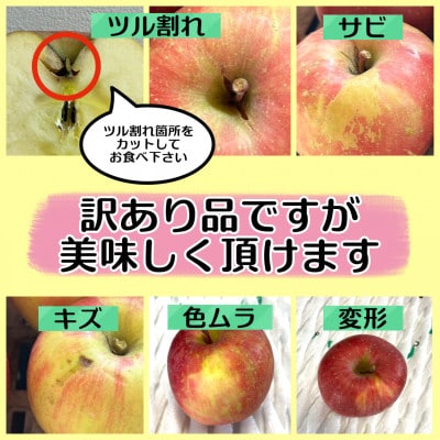 当園人気第1位!!【青森市産 完熟葉とらずふじ】　約5kg　16～23玉 (家庭用)