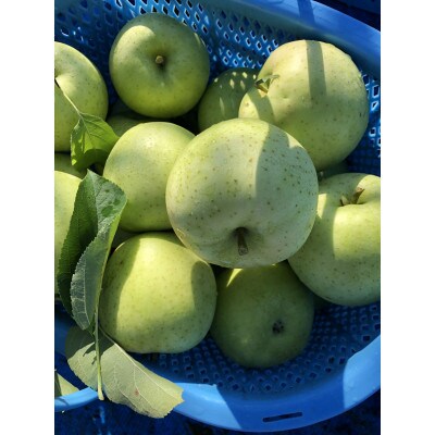 【青森市産　完熟葉とらずふじ・王林】約3kg 8～12玉(家庭用)