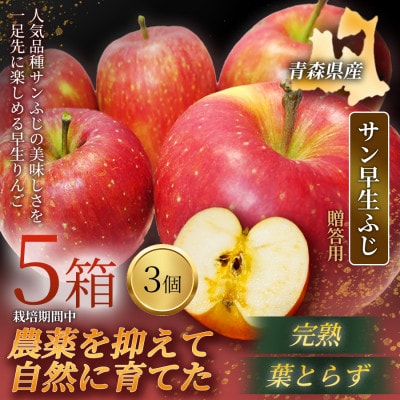 【青森直送 季節の味覚をお届け】サン早生ふじ 3個入×5箱(贈答用)2026年産 産地直送 限定生産