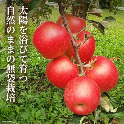 【青森直送 季節の味覚をお届け!】サン美丘 3kg×1箱(訳あり)青森産 産地直送 限定生産