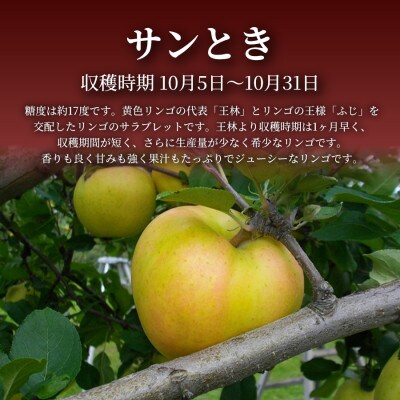 【青森直送 季節の味覚をお届け!】サンとき 3kg×1箱(訳あり)2026年産 産地直送 限定生産
