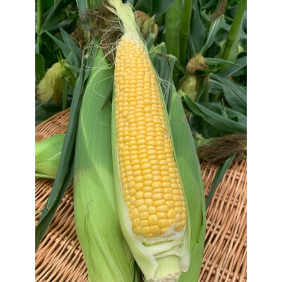 北海道産とうもろこし(恵味)2Lサイズ22本山田農場