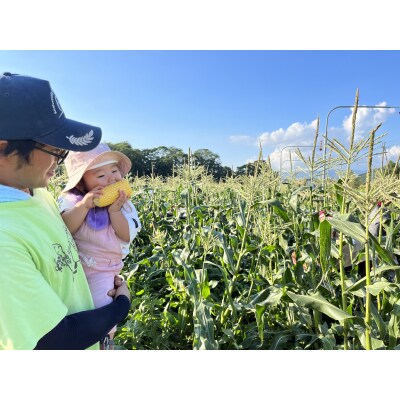 北海道産とうもろこし(恵味)2Lサイズ22本山田農場