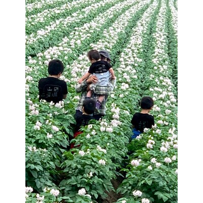 北海道産じゃがいも男爵10kg・キタアカリ10kg食べ比べセット　山田農場