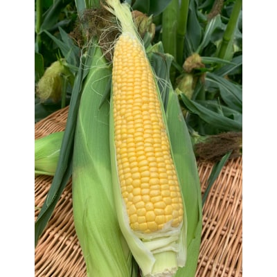 北海道産とうもろこし(恵味) 2Lサイズ 11本 約4kg