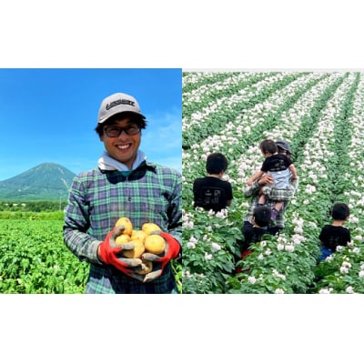 【訳あり】北海道産じゃがいも(キタアカリ) 約20kg 山田農場