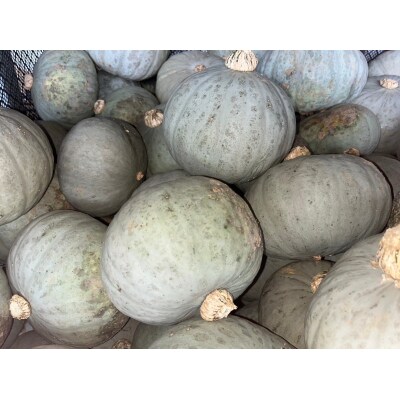 北海道産かぼちゃ(雪化粧) 約5kg