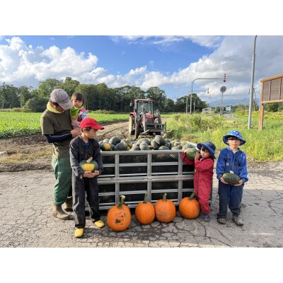 北海道産かぼちゃ(雪化粧) 約5kg