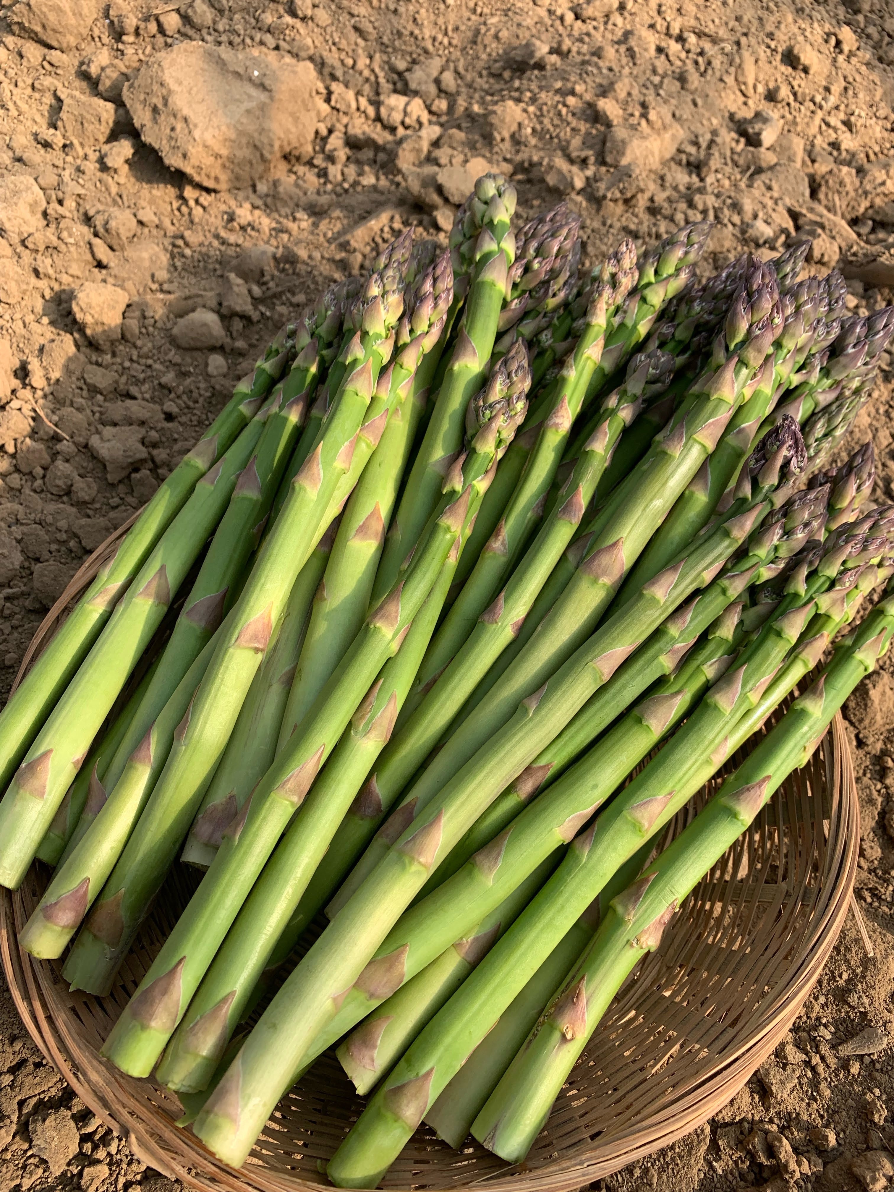 北海道産露地栽培アスパラガスM~2Lサイズ約1kg山田農場