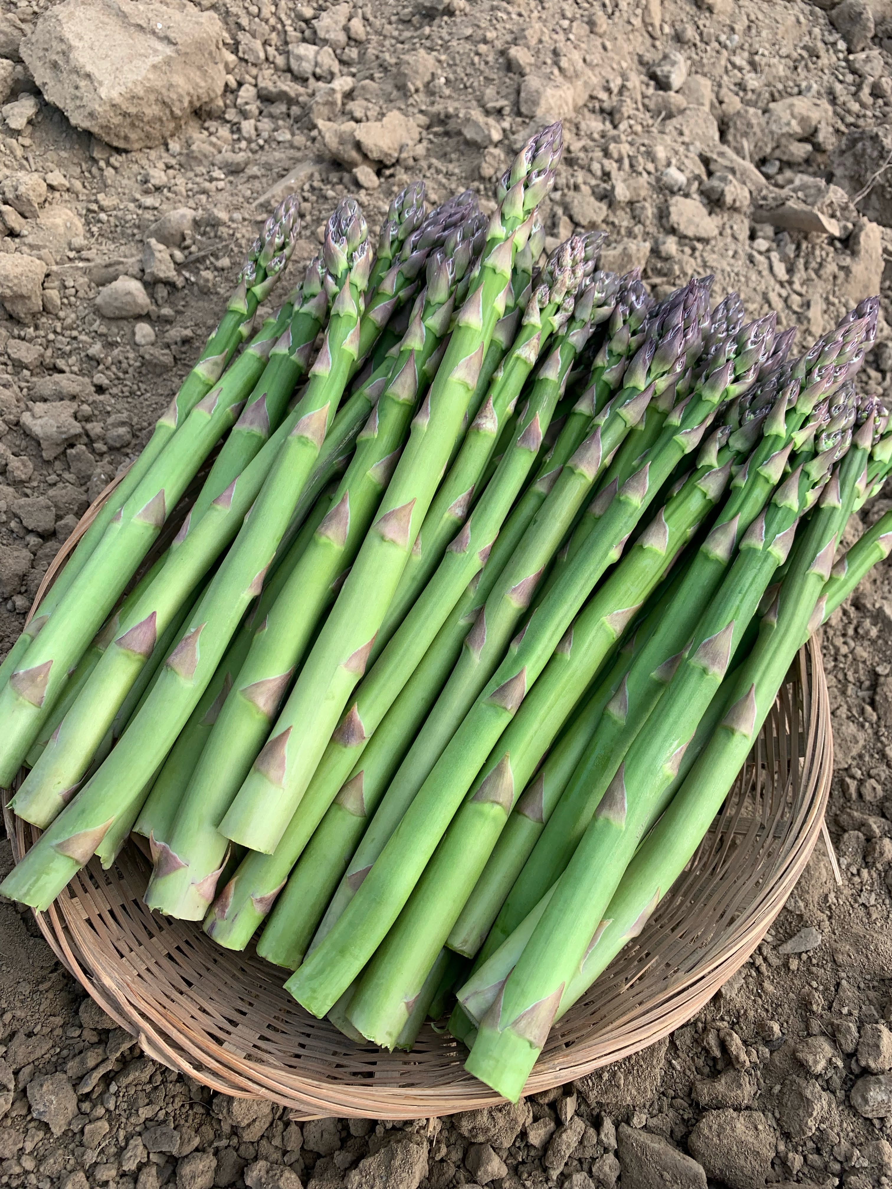北海道産露地栽培アスパラガスM~2Lサイズ約5kg山田農場