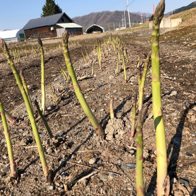 【先行受付】グリーンアスパラSMサイズ2kg(S・Mサイズ各1kg)【1201603】