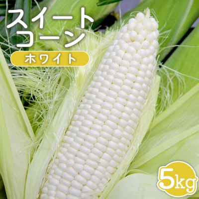 【先行受付】 スイートコーン(ホワイト)5kg【令和8年8月1日頃～15日頃発送】【1201901】