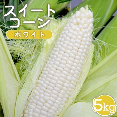 【先行受付】 スイートコーン(ホワイト)5kg【令和8年8月1日頃～15日頃発送】