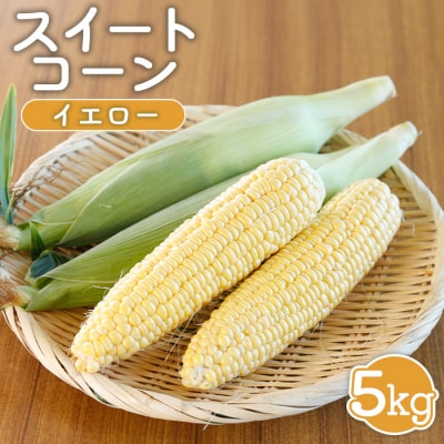 【先行受付】 スイートコーン(イエロー)5kg【令和8年8月1日頃～31日頃発送】【1202002】