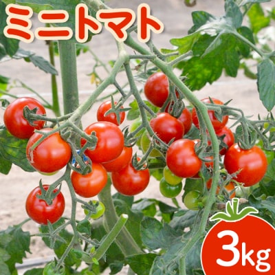 【先行受付】 ミニトマト 3kg【令和7年7月下旬～9月発送】【1200601】