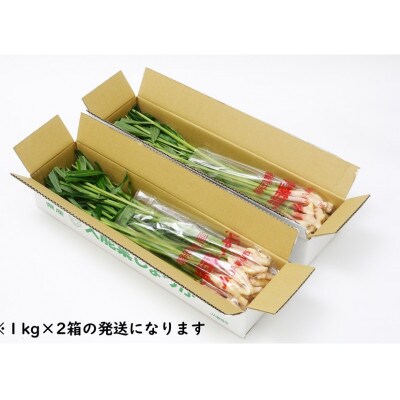 JA静岡市久能葉しょうが　2kg