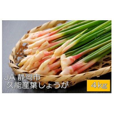 JA静岡市久能葉しょうが　4kg