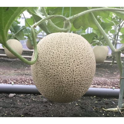 清水区三保産「メロン」