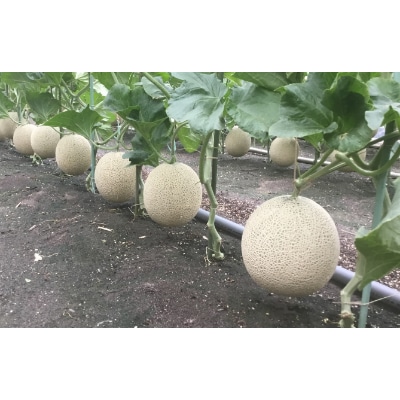 清水区三保産「メロン」