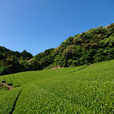 お茶処静岡市の茶農家から味わいの静岡茶『計500g』
