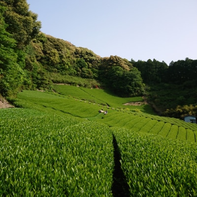 お茶処静岡市の茶農家から味わいの静岡茶セット『計600g』