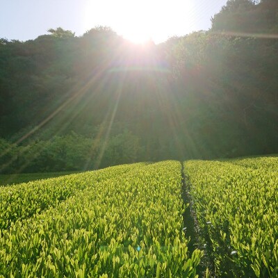 お茶処静岡から【茶匠】が作る栽培農家の静岡茶『計500g』
