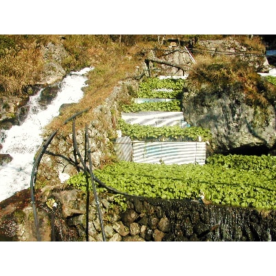 自家製　和牛ローストビーフ　静岡産　生わさびのソース