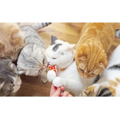猫用おやつ　いなば CIAO チャオ ちゅ～る・まぐろバラエティ320本(14g 40×8袋)セット