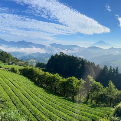 【駿府堂茶舗】の和紅茶50g×5パック | 清水紅茶 | 国産紅茶
