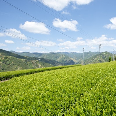 【新茶】静岡市産深むし茶　200g×2袋(合計400g)