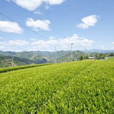 【新茶】静岡市産ほんやま茶ティーバッグ15個×2袋(合計30ティーバッグ)