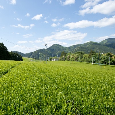【茶娘の深むし茶】静岡市産深むし茶100g『10+1本』合計1.1kg