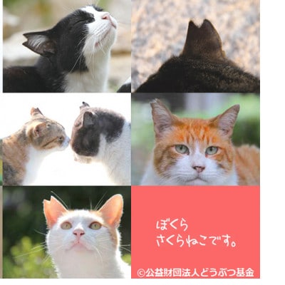 さくらねこ支援　静岡県産茶ティーバッグ【静岡茶・ほうじ茶・和紅茶・玉露・玄米茶】計54ティーバッグ