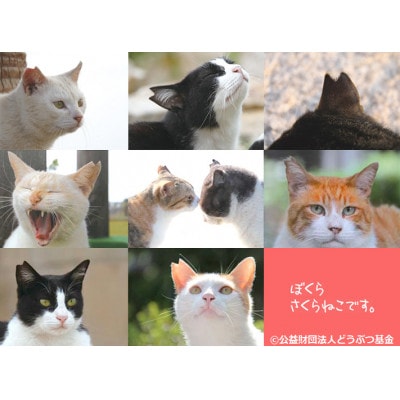 さくらねこ支援　静岡市産本山茶(ほんやまちゃ)100g×3本　　合計300g